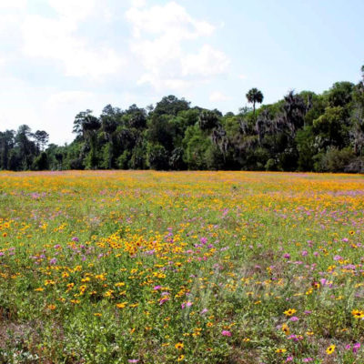 Field of Flowers