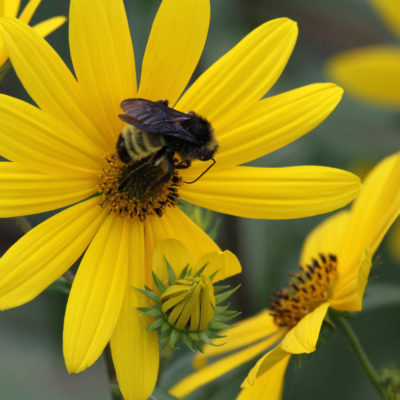 Daisy and Bumble Bee