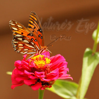 Butterfly Garden