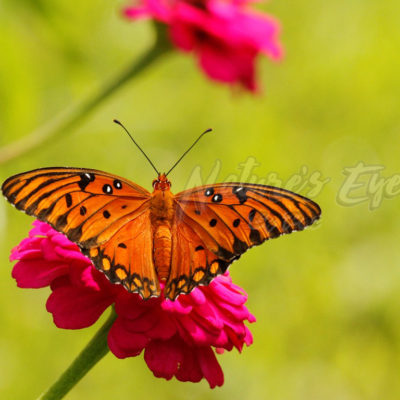 Gulf Fritillary on a Zinnia