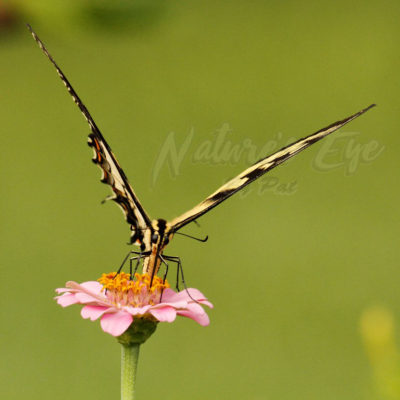 Alien? No, butterfly