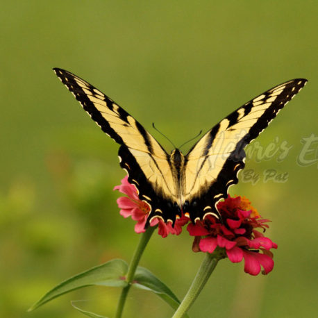 Backyard Beauty