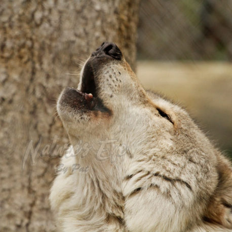 Call of the wild