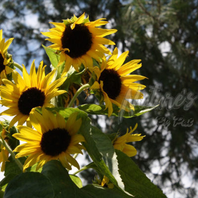 Simply Sunflowers