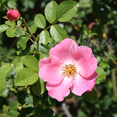 Nature's wild rose