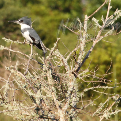 Belted Kingfisher