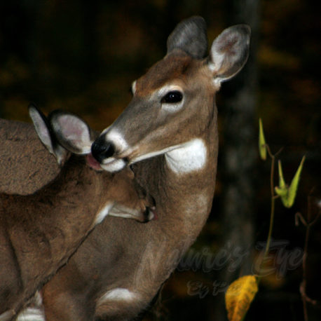 Mother and Child
