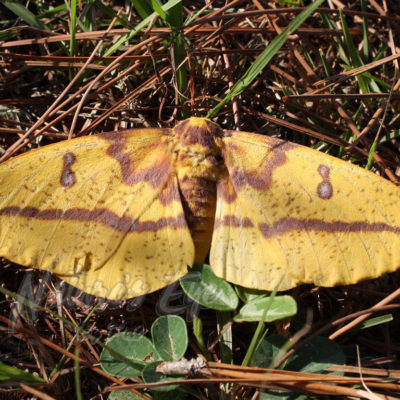 Imperial Moth