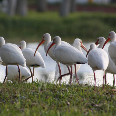 Ibis traffic jam