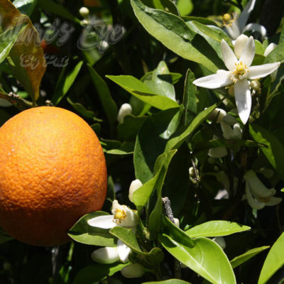 Orange Blossom Special