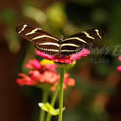 Florida's state butterfly-Zebra Longwing