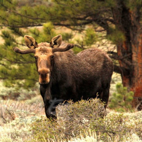 Springtime Antlers