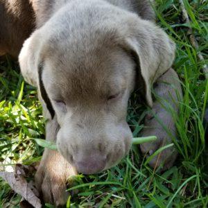 Trampas and the Bean