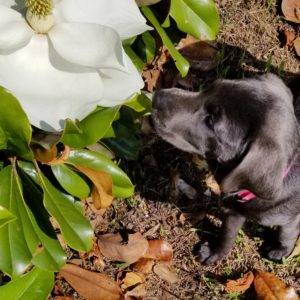 Cookies First Magnolia