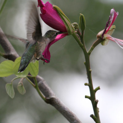 Hummingbird with Florida Orchid