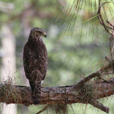 Broad Winged Hawk