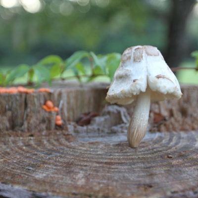 Mushroom on a Pine Stump