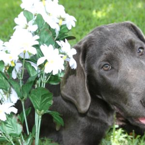 Daisy and the Daisies