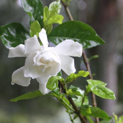 Gardenia