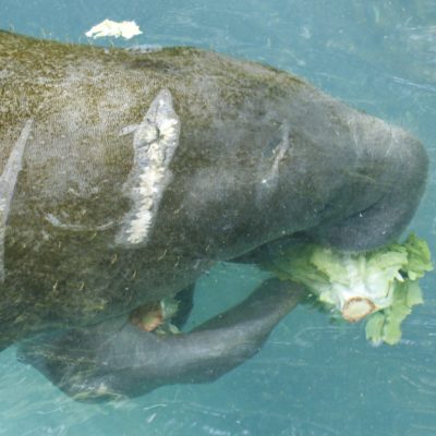 Manatee at Homosassa Springs