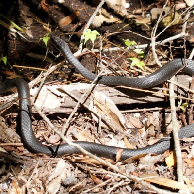 Southern Black Racer