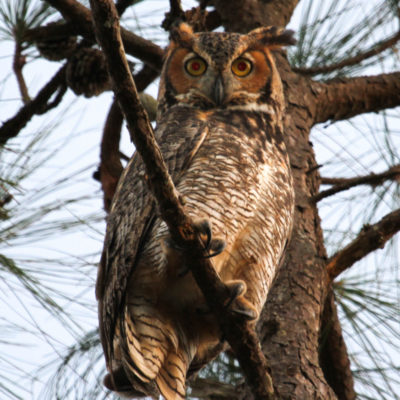 Great Horned Owl